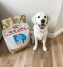 Royal Canin – Dog Food Brand Review of Royal Canin
