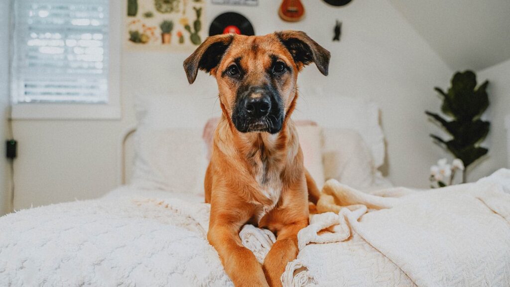 Puppy Recipe