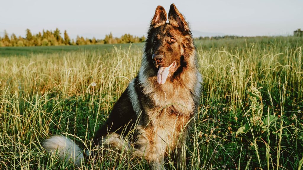 Large Breed Adult