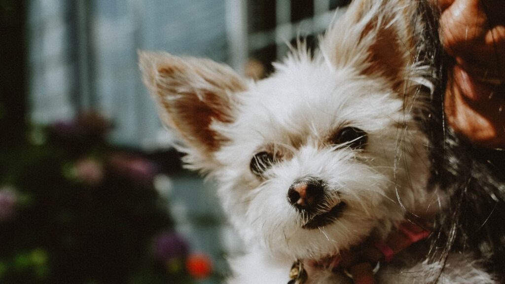 Small Breed Adult